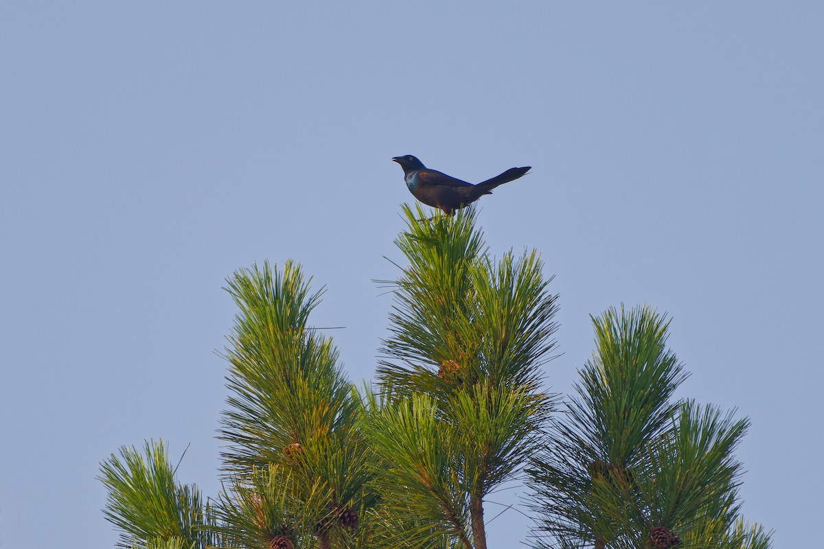 Common Grackle - ML620709985