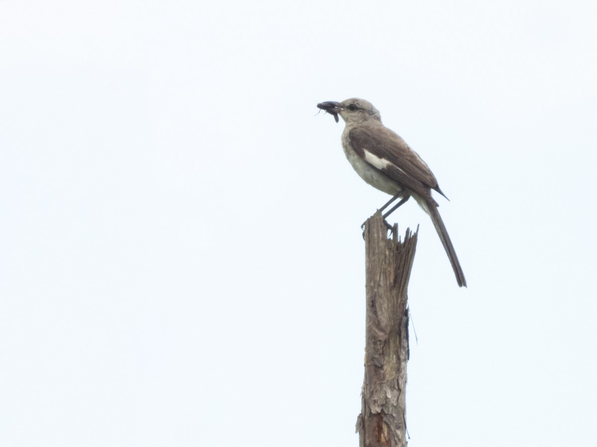 Northern Mockingbird - ML620709990