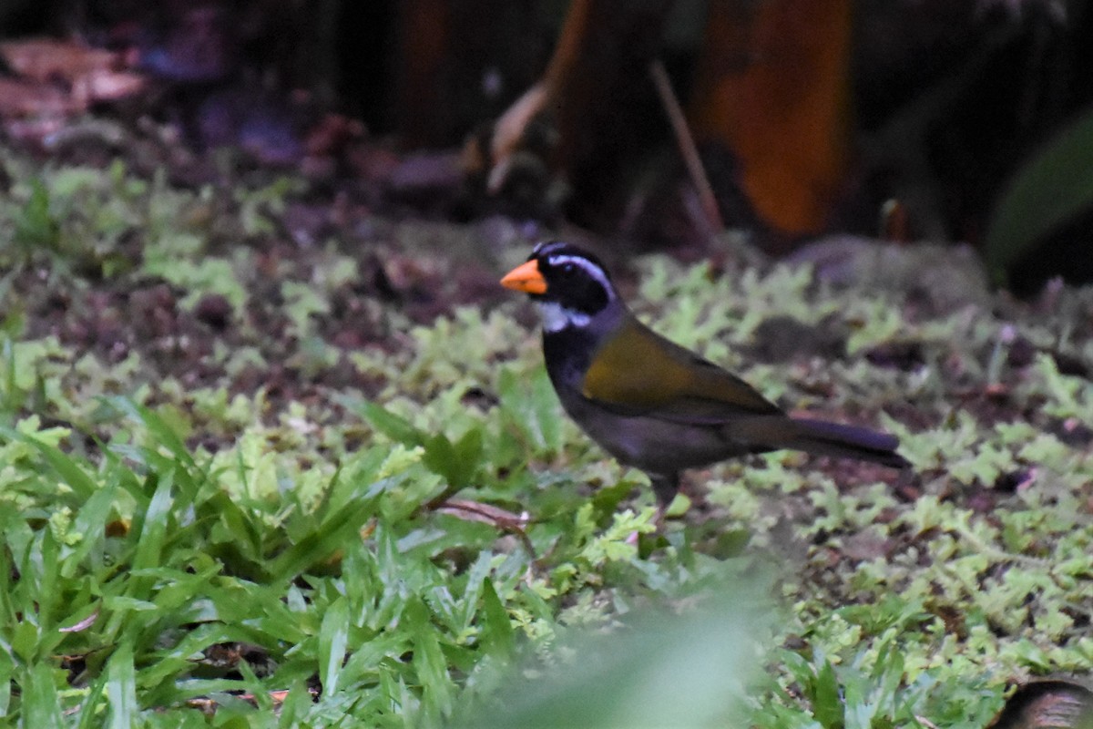 Orange-billed Sparrow - ML620709993