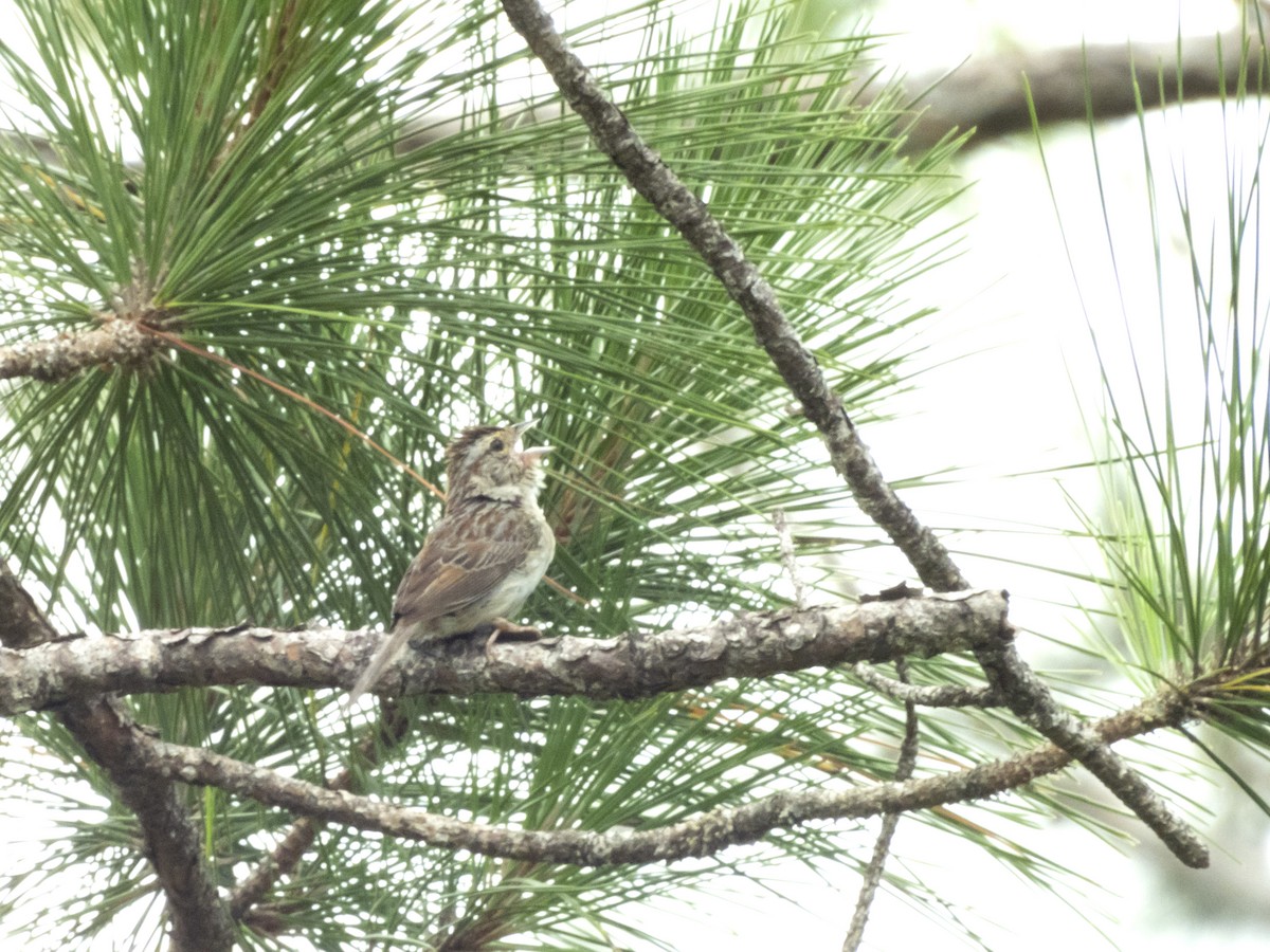 Bachman's Sparrow - ML620709997