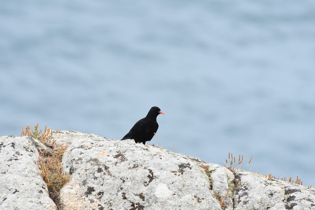 Red-billed Chough - ML620710007