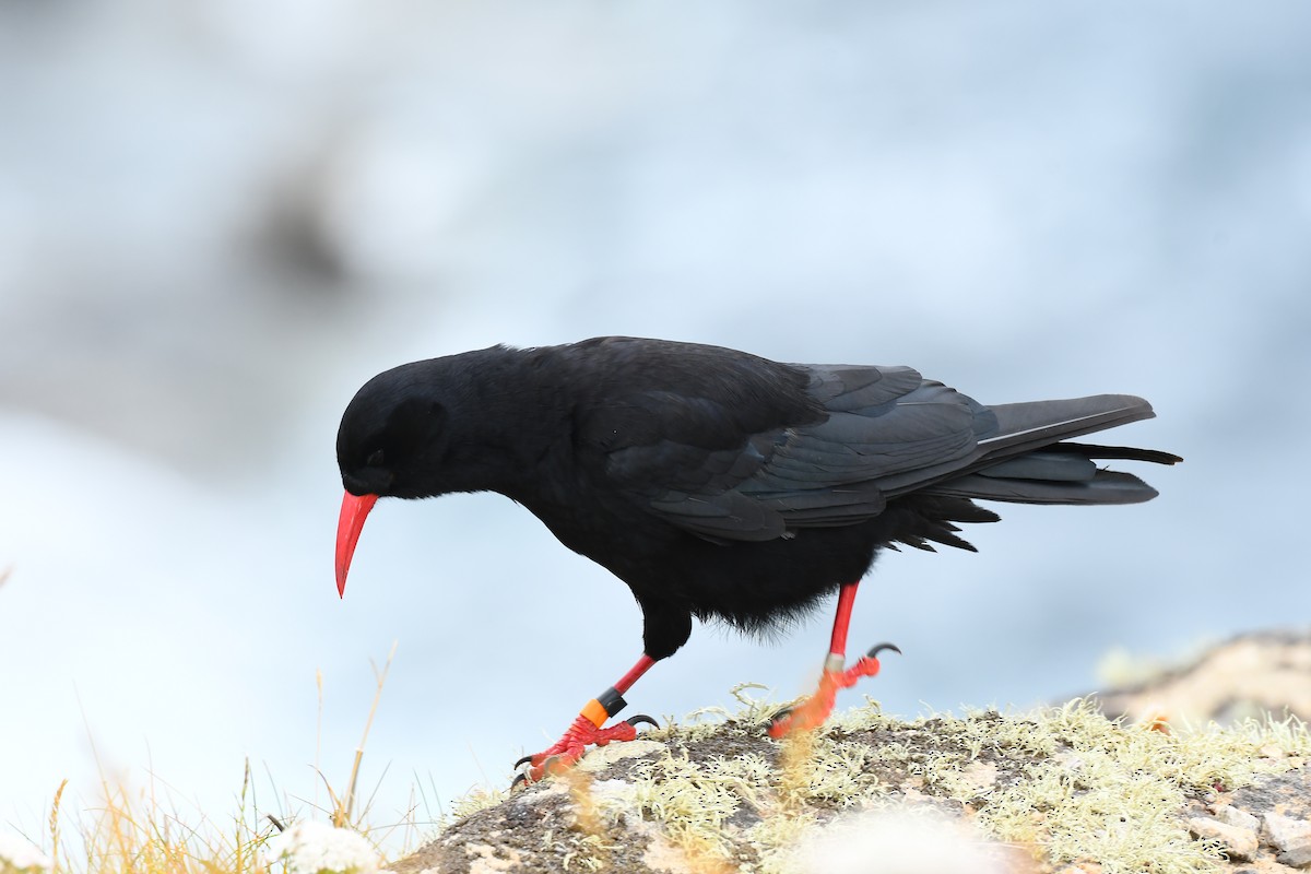 Red-billed Chough - ML620710008