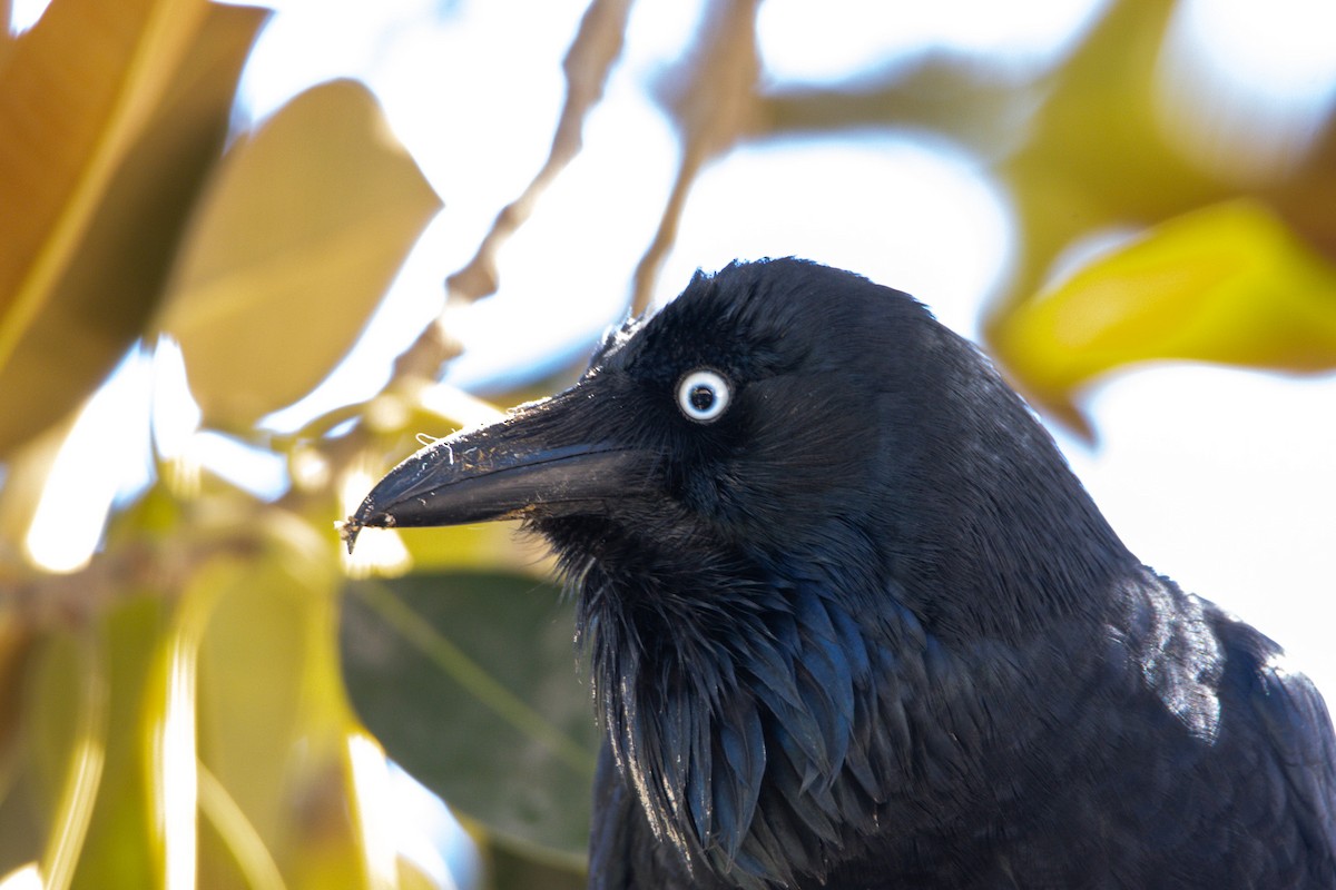 Australian Raven - ML620710009