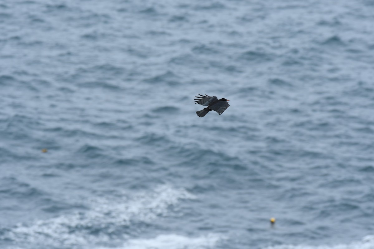 Red-billed Chough - ML620710010