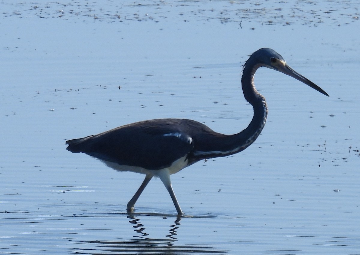 Tricolored Heron - Jeffrey Blalock