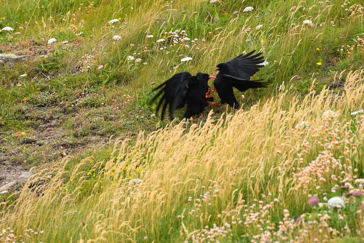 Red-billed Chough - ML620710016