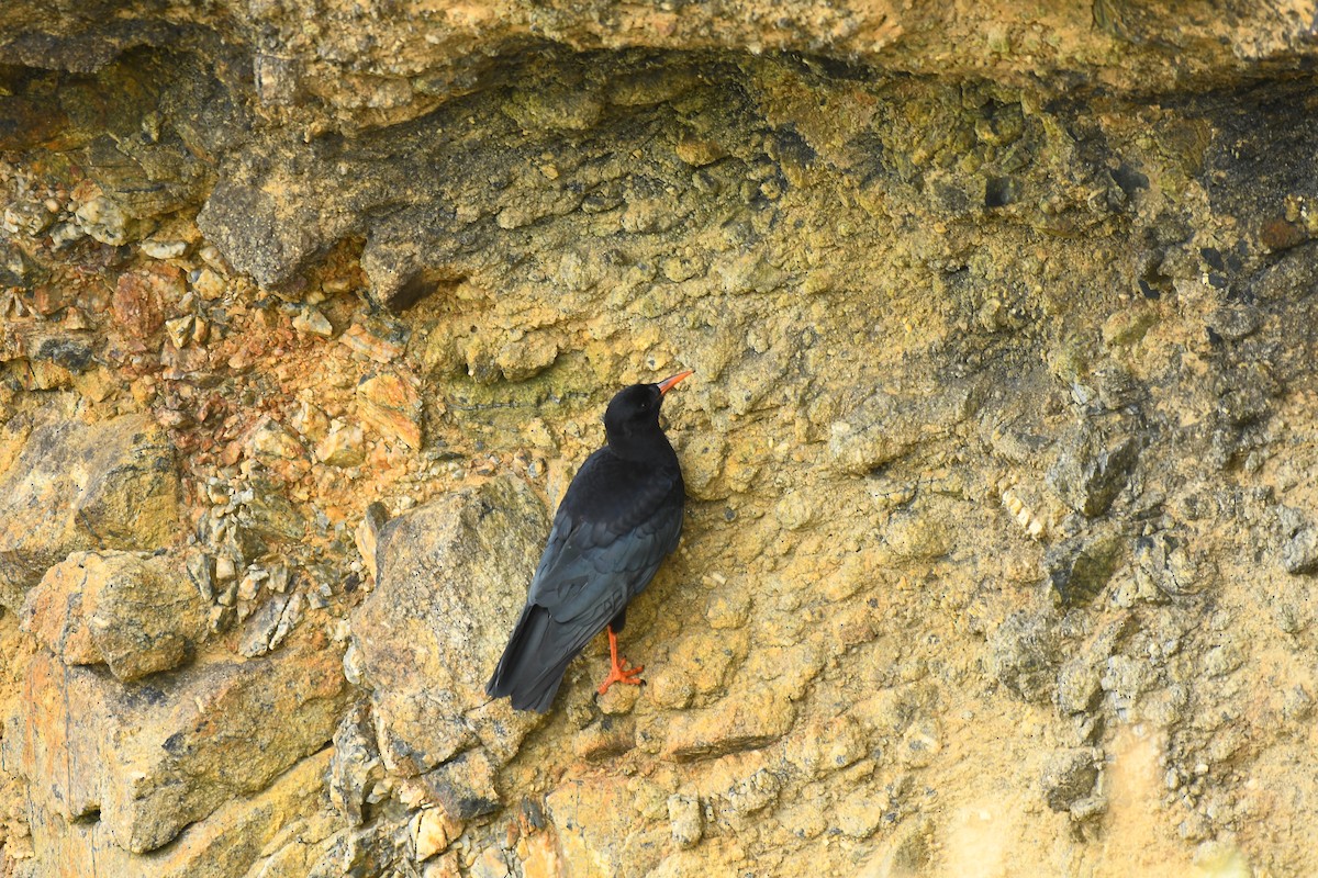 Red-billed Chough - ML620710019