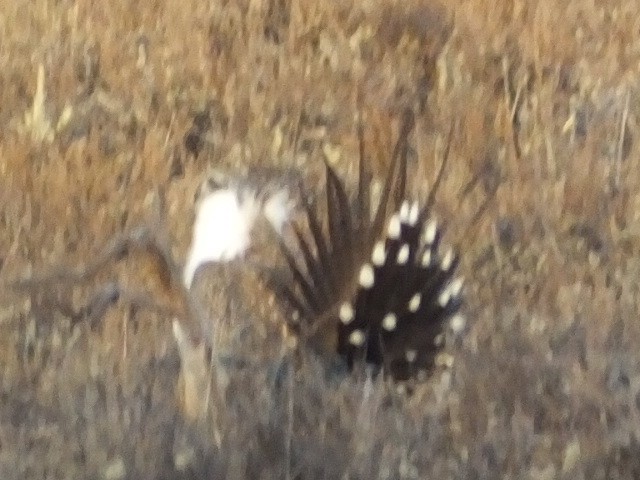 Greater Sage-Grouse - ML620710024