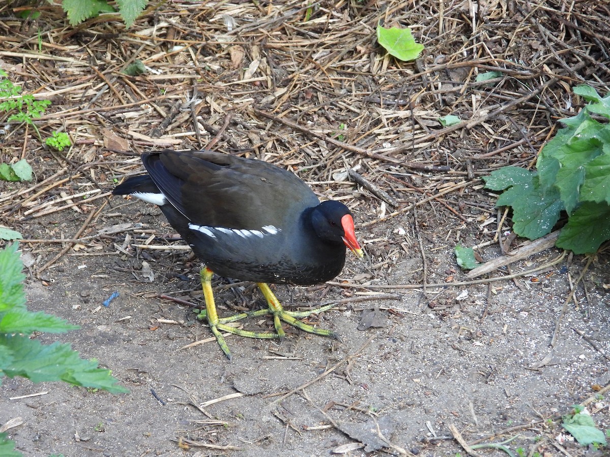 Eurasian Moorhen - ML620710025