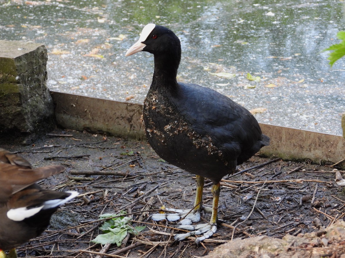 Eurasian Coot - ML620710027