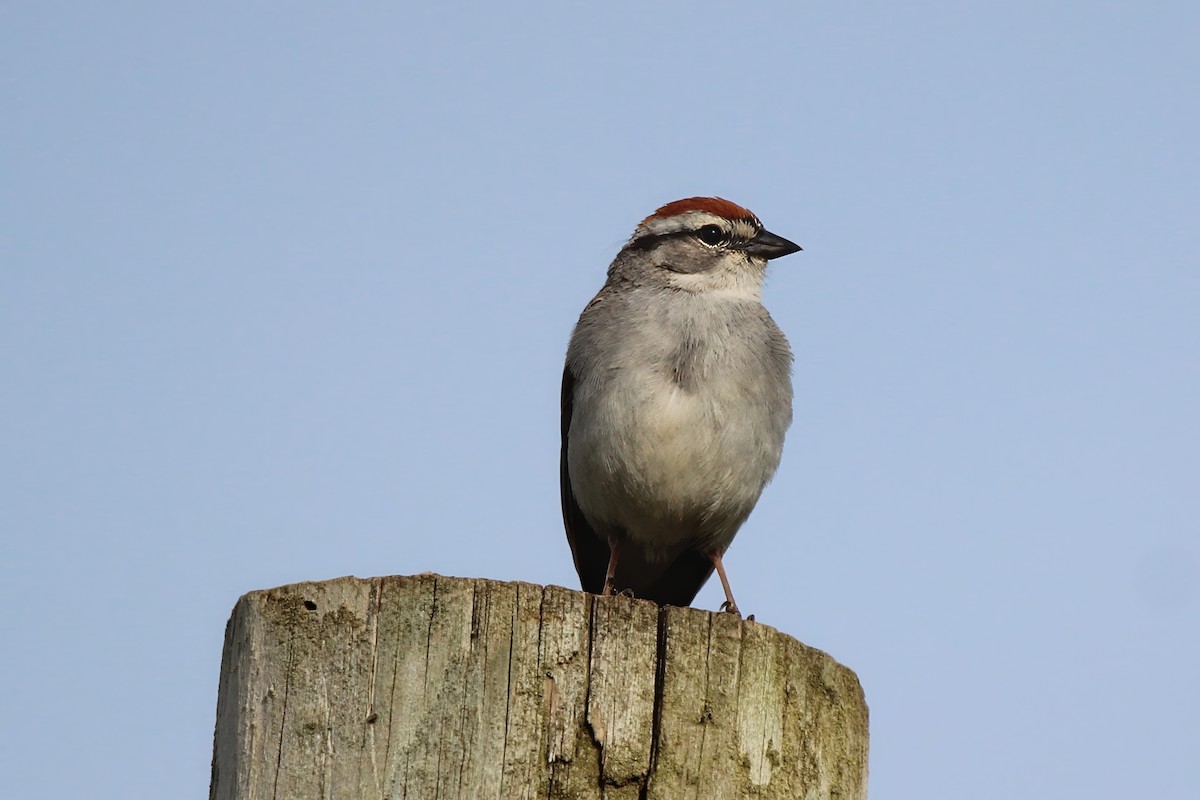 Chipping Sparrow - ML620710028