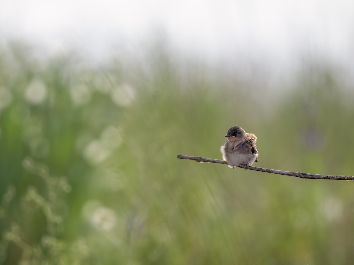 Northern Rough-winged Swallow - ML620710030