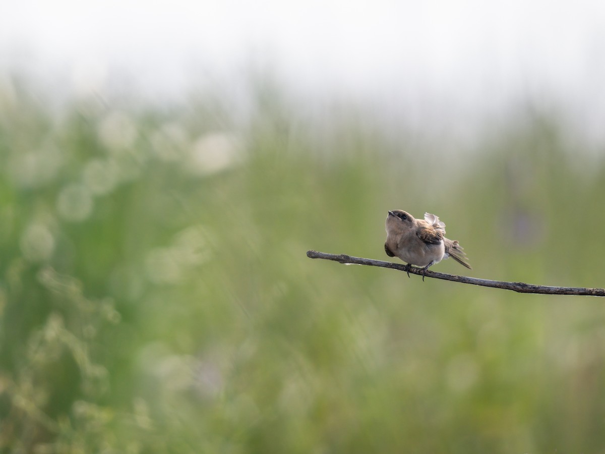 Northern Rough-winged Swallow - ML620710031