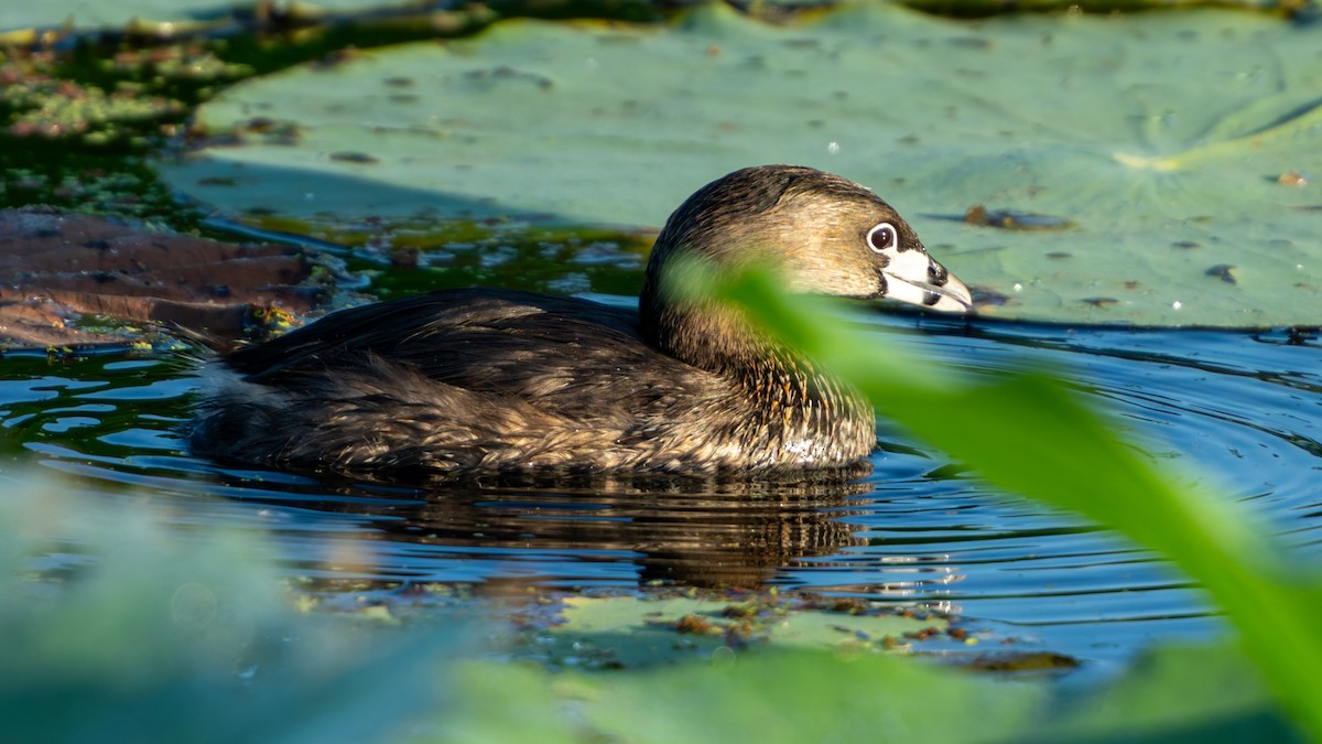 Pied-billed Grebe - ML620710033