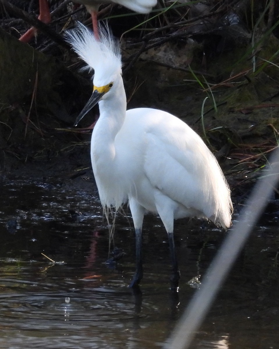 Snowy Egret - ML620710034