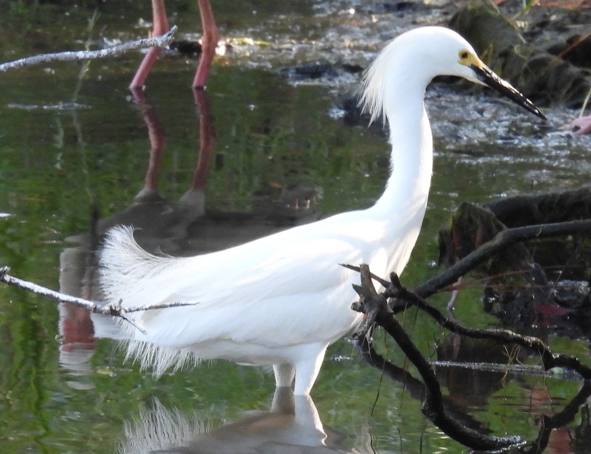 Snowy Egret - ML620710036