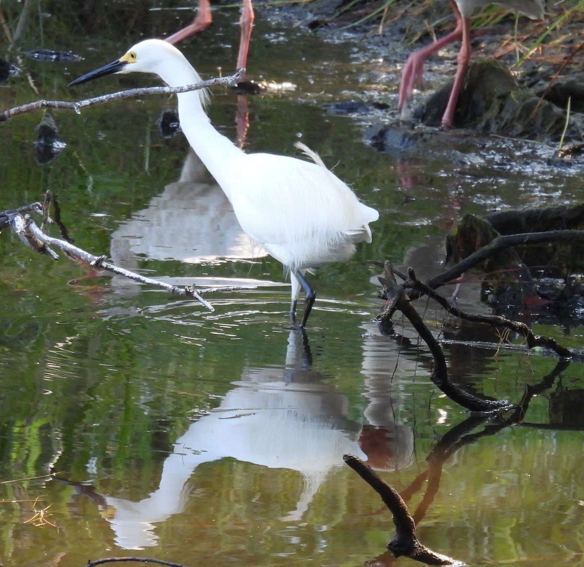 Snowy Egret - ML620710037