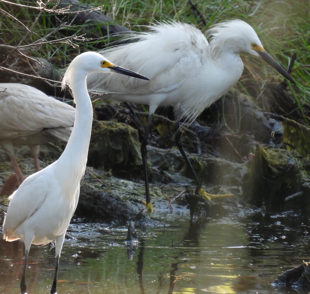 Snowy Egret - ML620710038