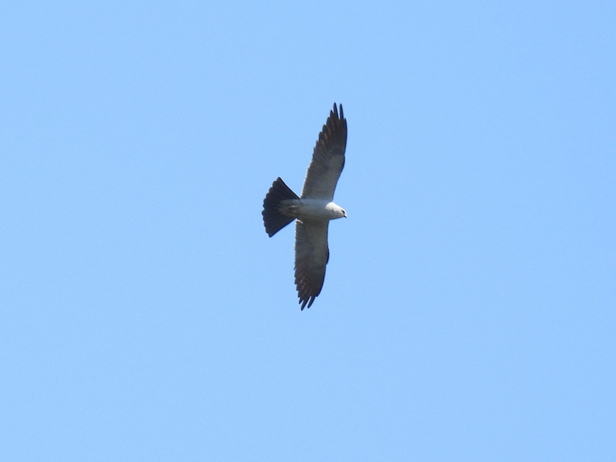 Mississippi Kite - ML620710040