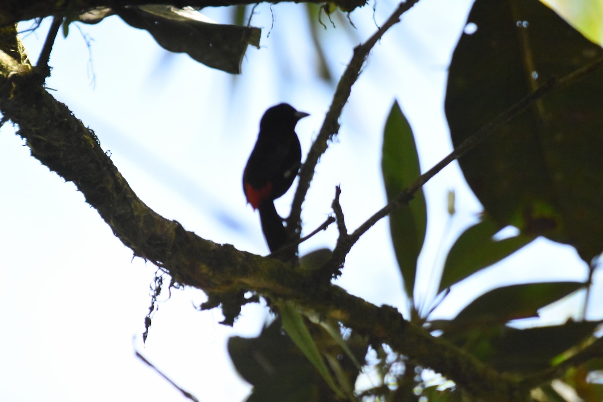 Tangara Terciopelo (costaricensis) - ML620710041