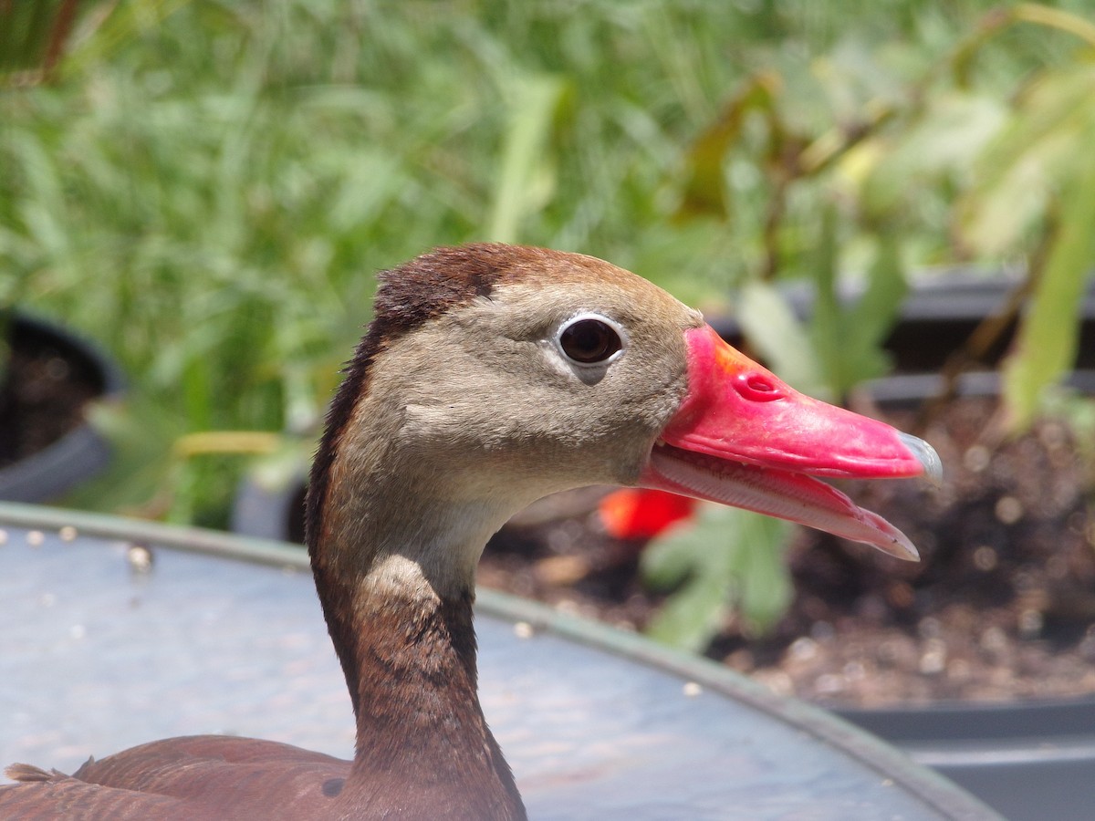 Black-bellied Whistling-Duck - ML620710042