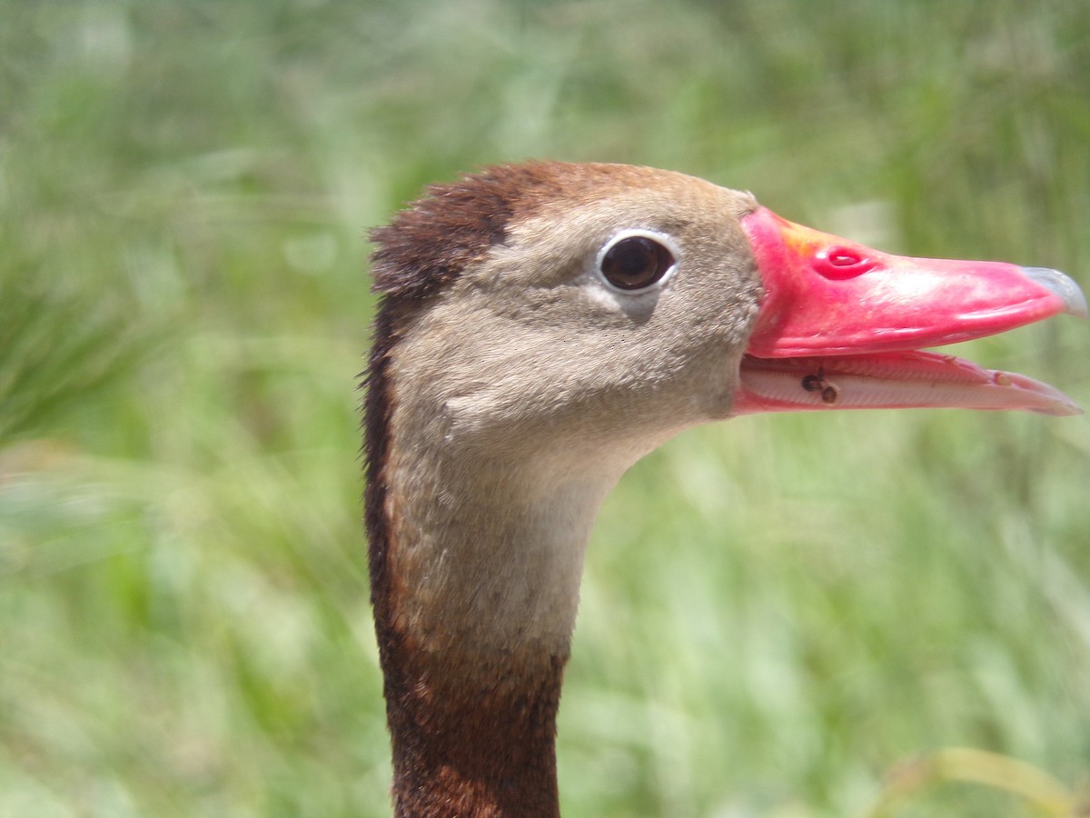 Black-bellied Whistling-Duck - ML620710043