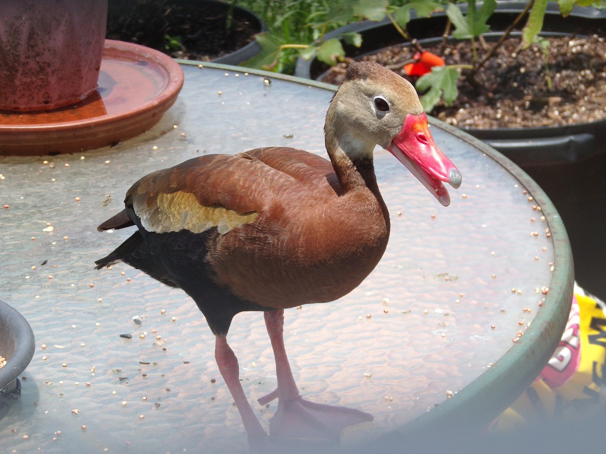 Black-bellied Whistling-Duck - ML620710044