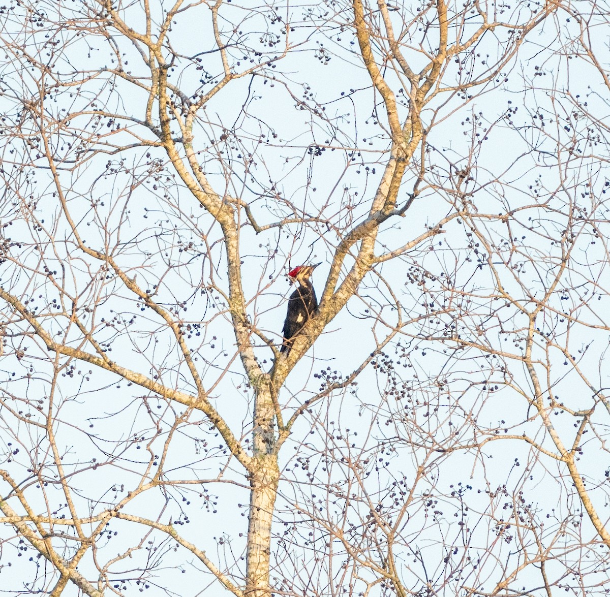 Pileated Woodpecker - ML620710046