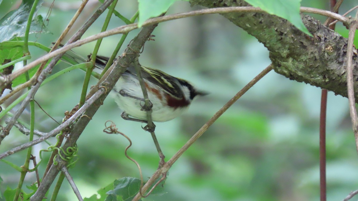 Chestnut-sided Warbler - ML620710047