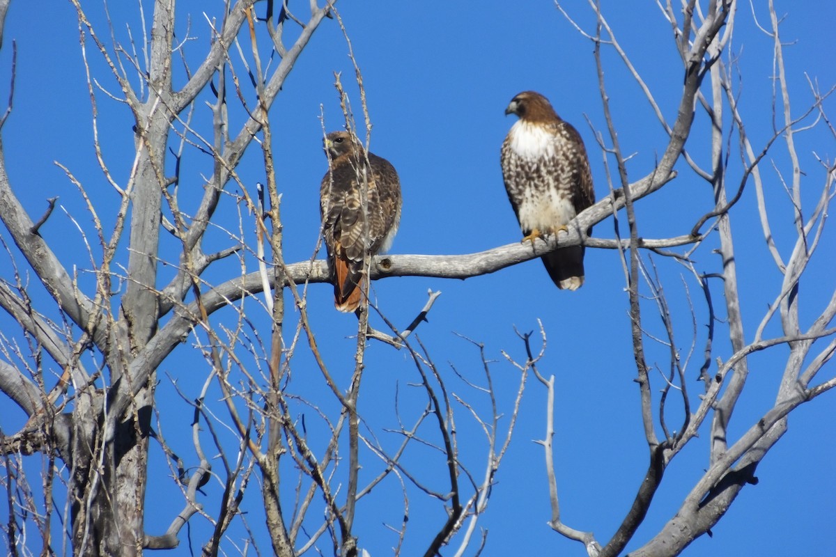 Red-tailed Hawk - ML620710048