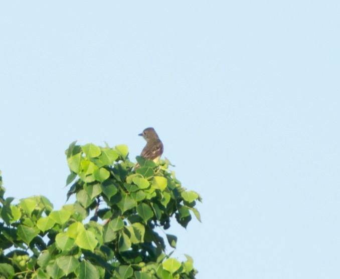 Great Crested Flycatcher - ML620710049