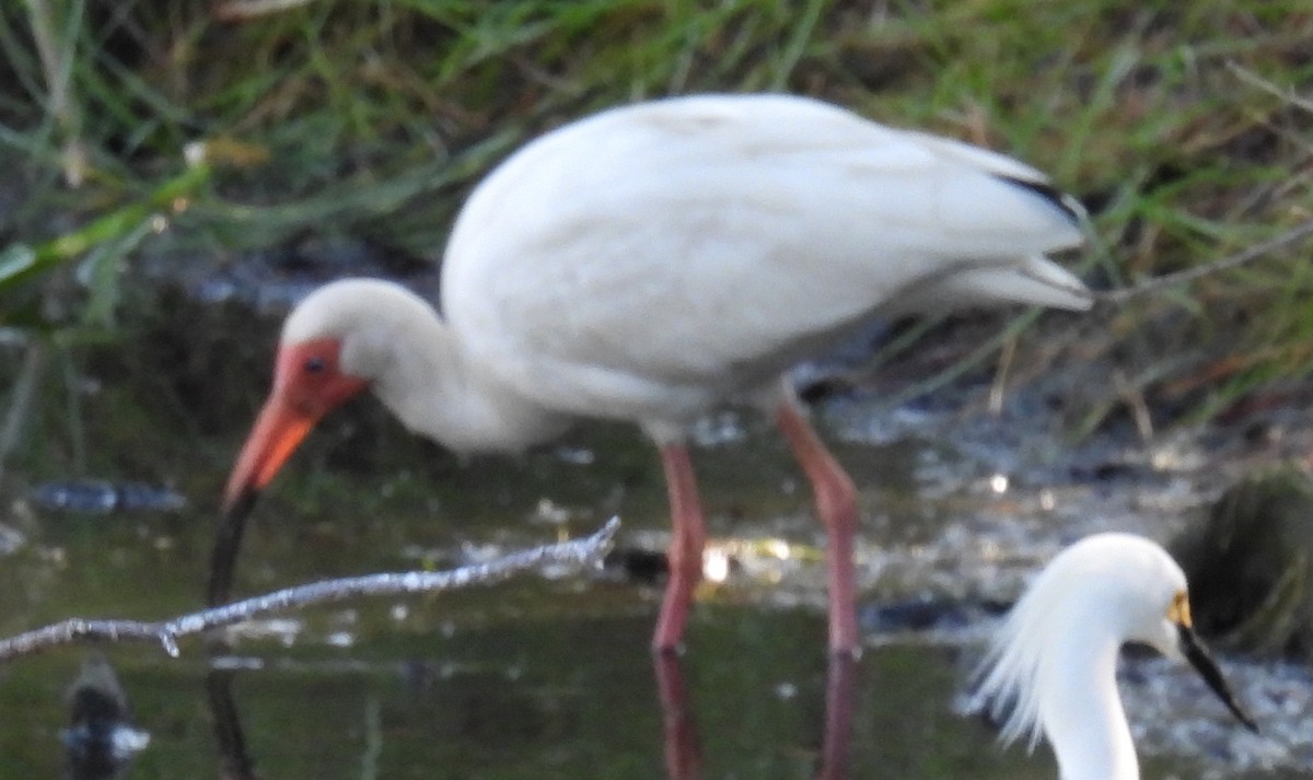 Ibis blanc - ML620710052