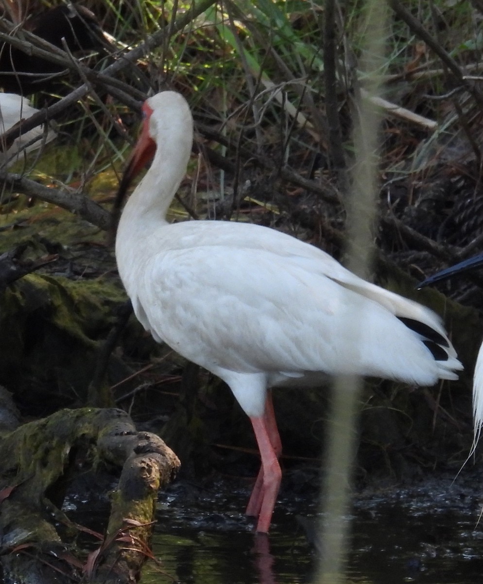 White Ibis - ML620710053