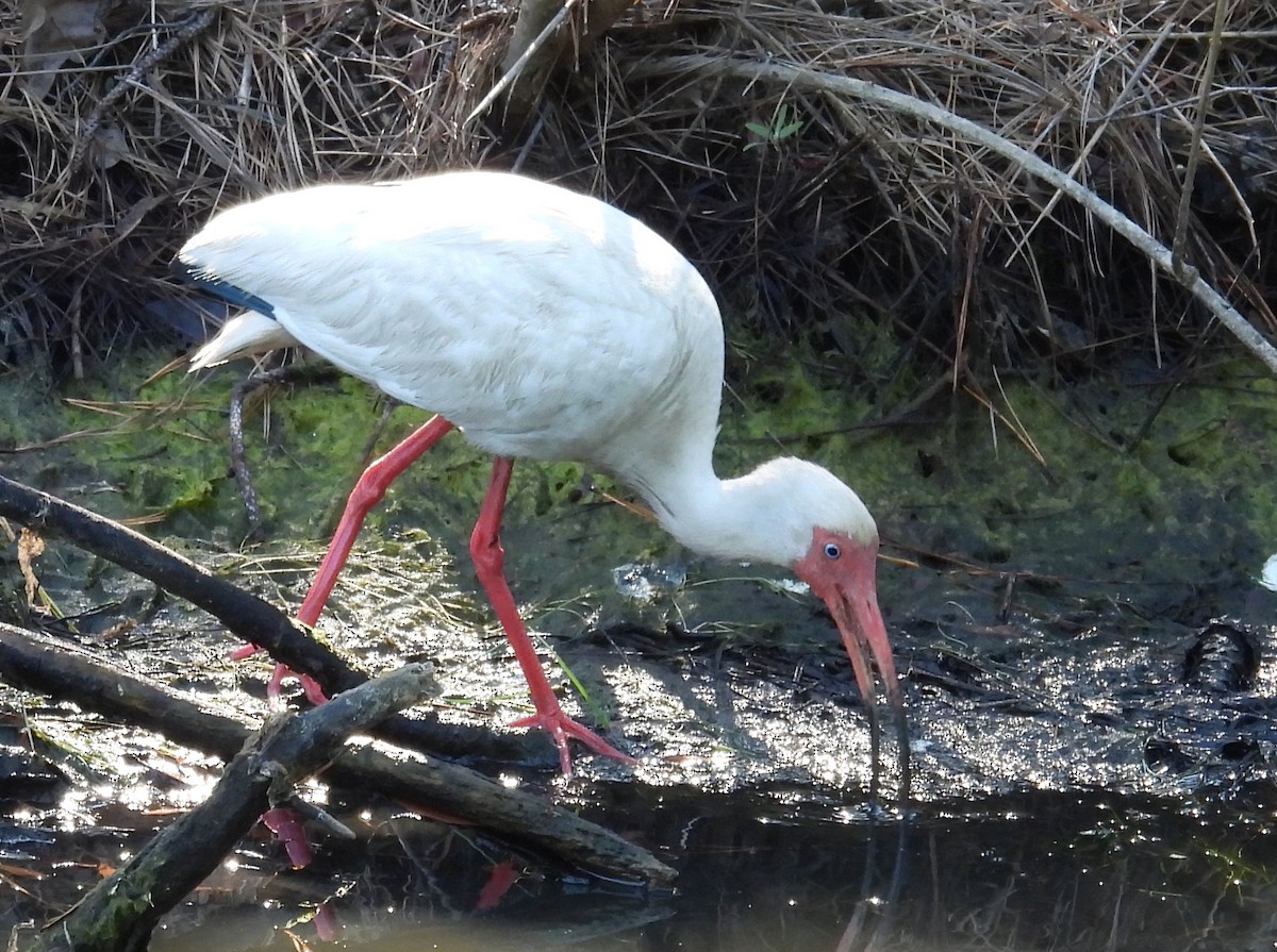 White Ibis - ML620710054