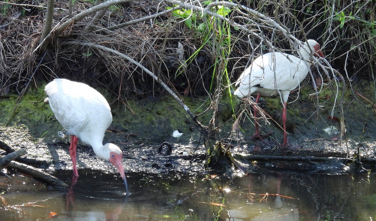 Ibis blanc - ML620710055