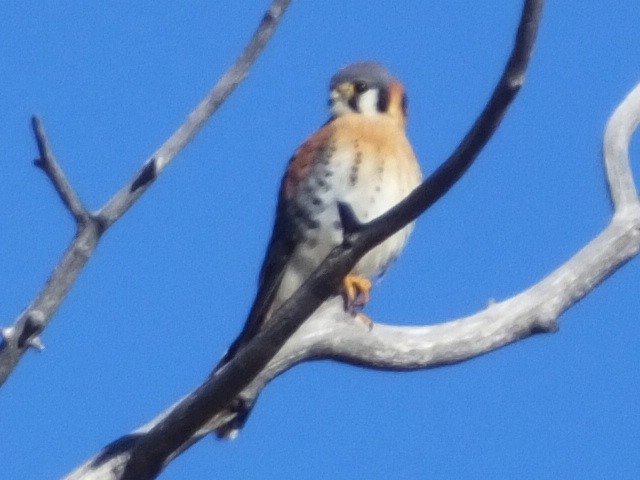 American Kestrel - ML620710060