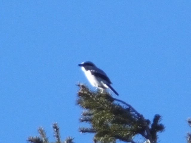 Northern Shrike - ML620710071