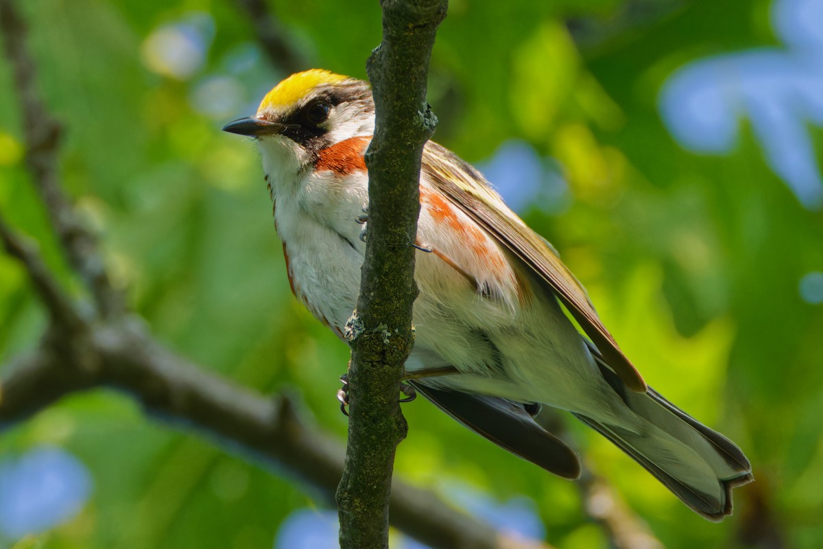 Chestnut-sided Warbler - ML620710080