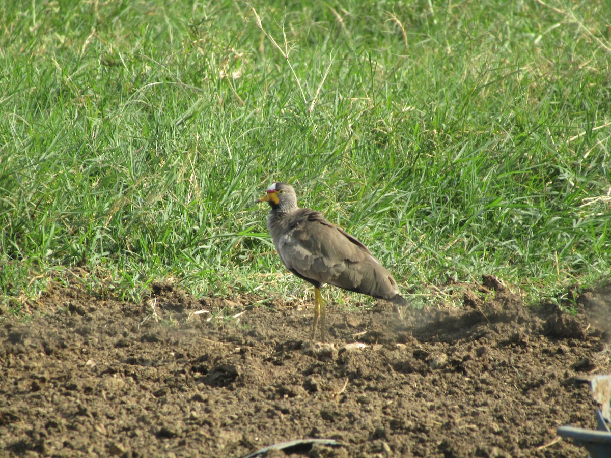 Wattled Lapwing - ML620710082