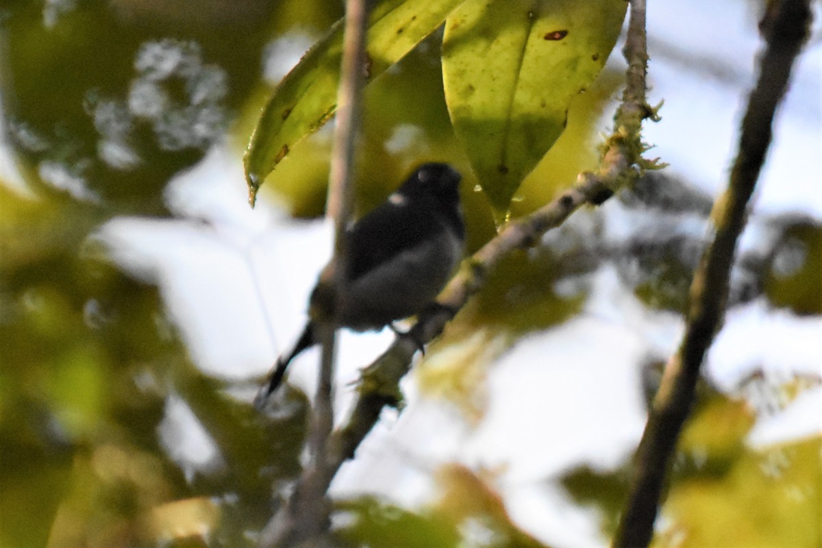 Variable Seedeater - ML620710083