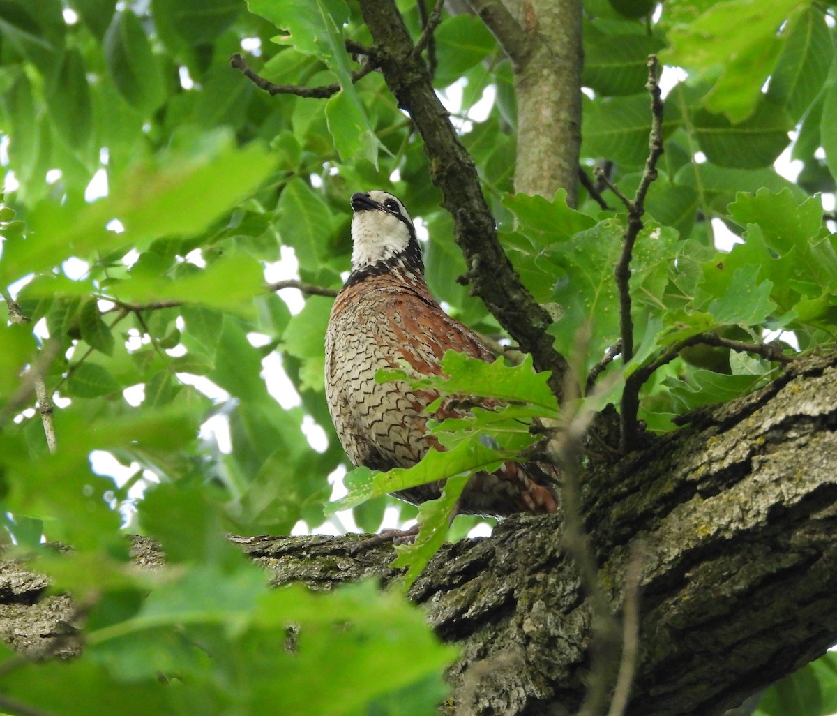 křepel virginský - ML620710086