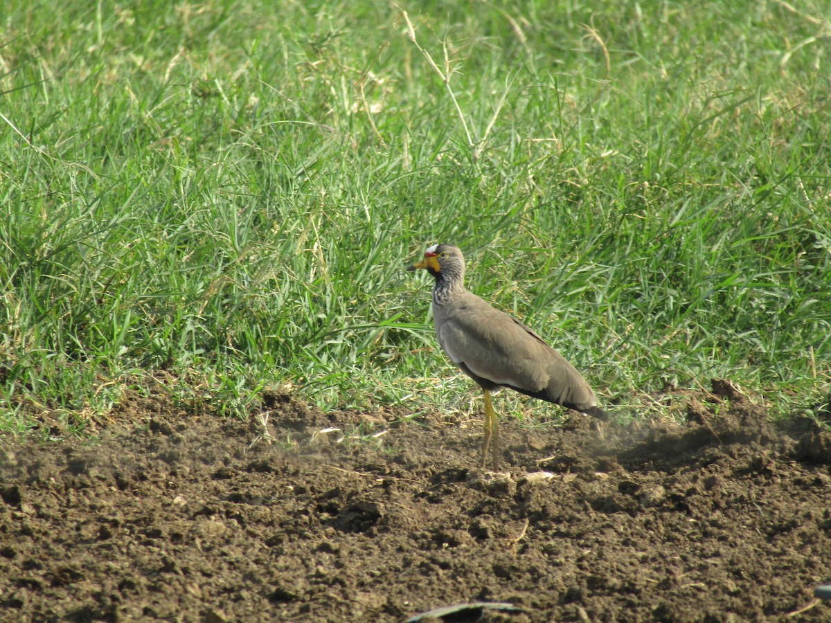 Wattled Lapwing - ML620710089