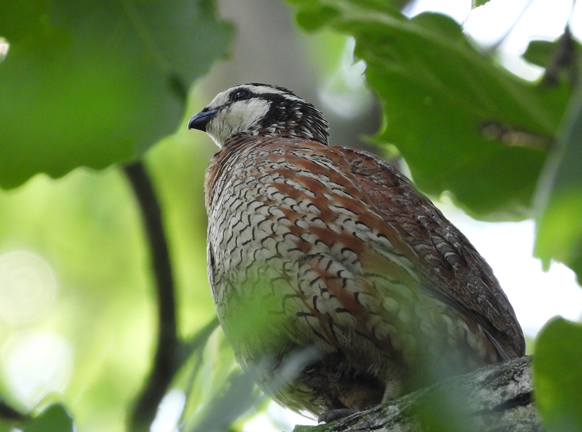 Northern Bobwhite - ML620710090