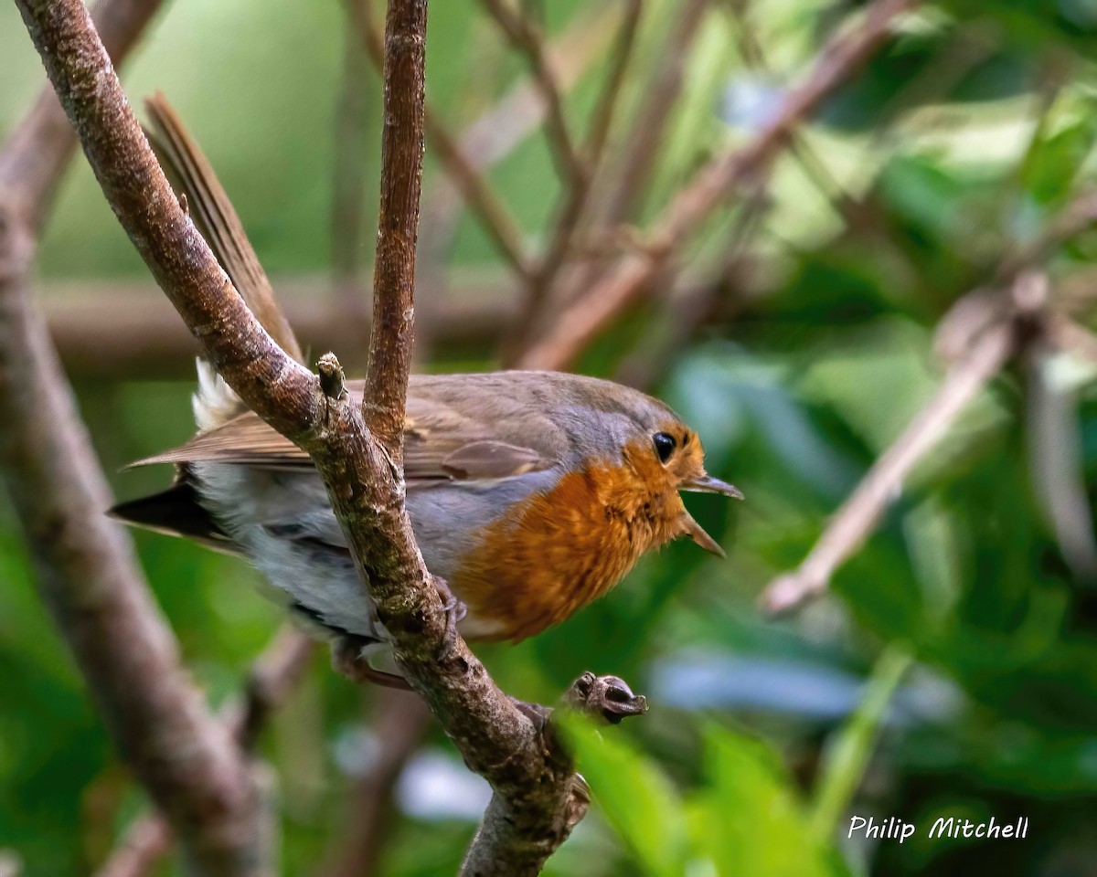 European Robin - ML620710093