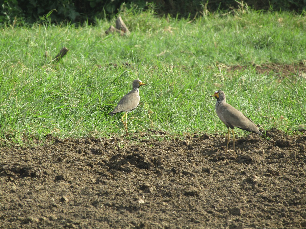 Wattled Lapwing - ML620710095