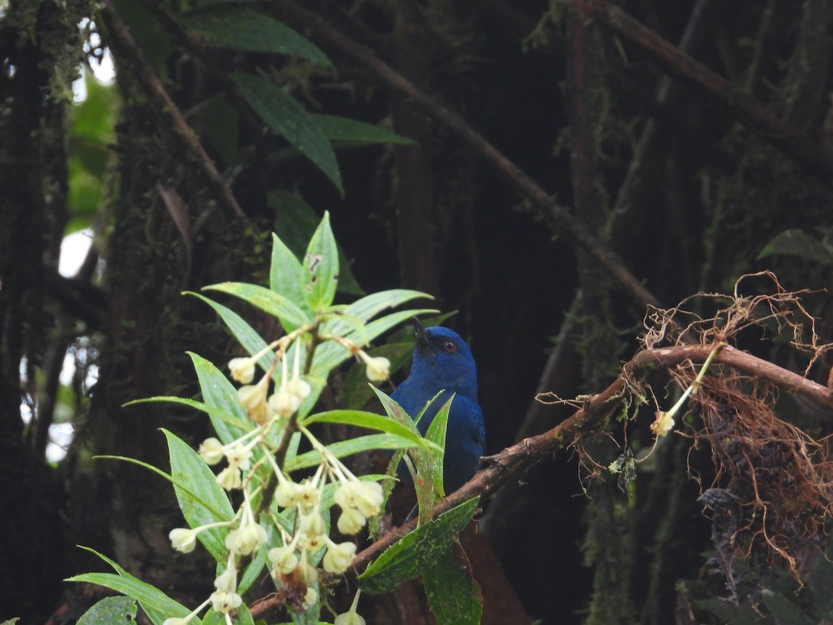 indigoblomsterborer - ML620710097