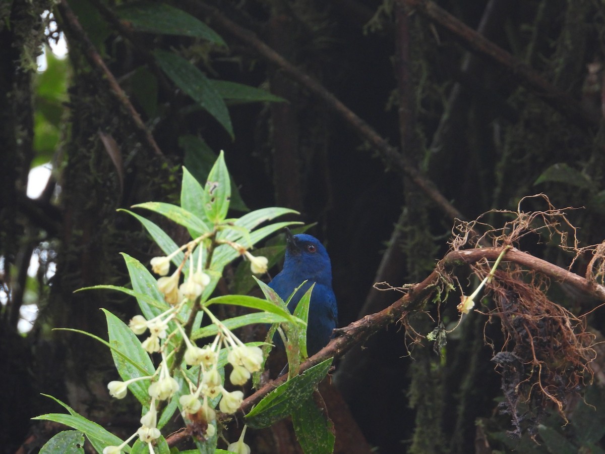 Indigo Flowerpiercer - Francisco Sornoza