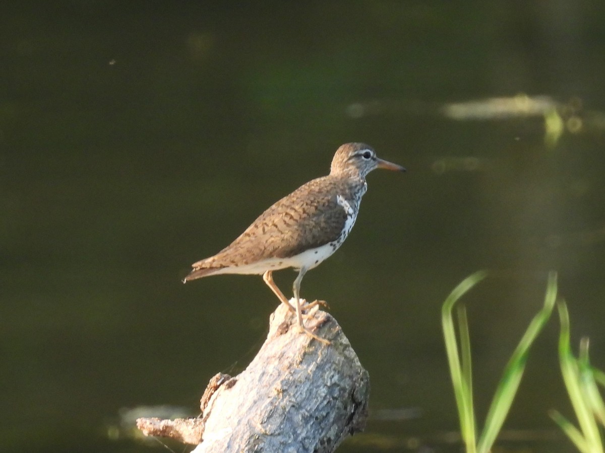 Spotted Sandpiper - ML620710102