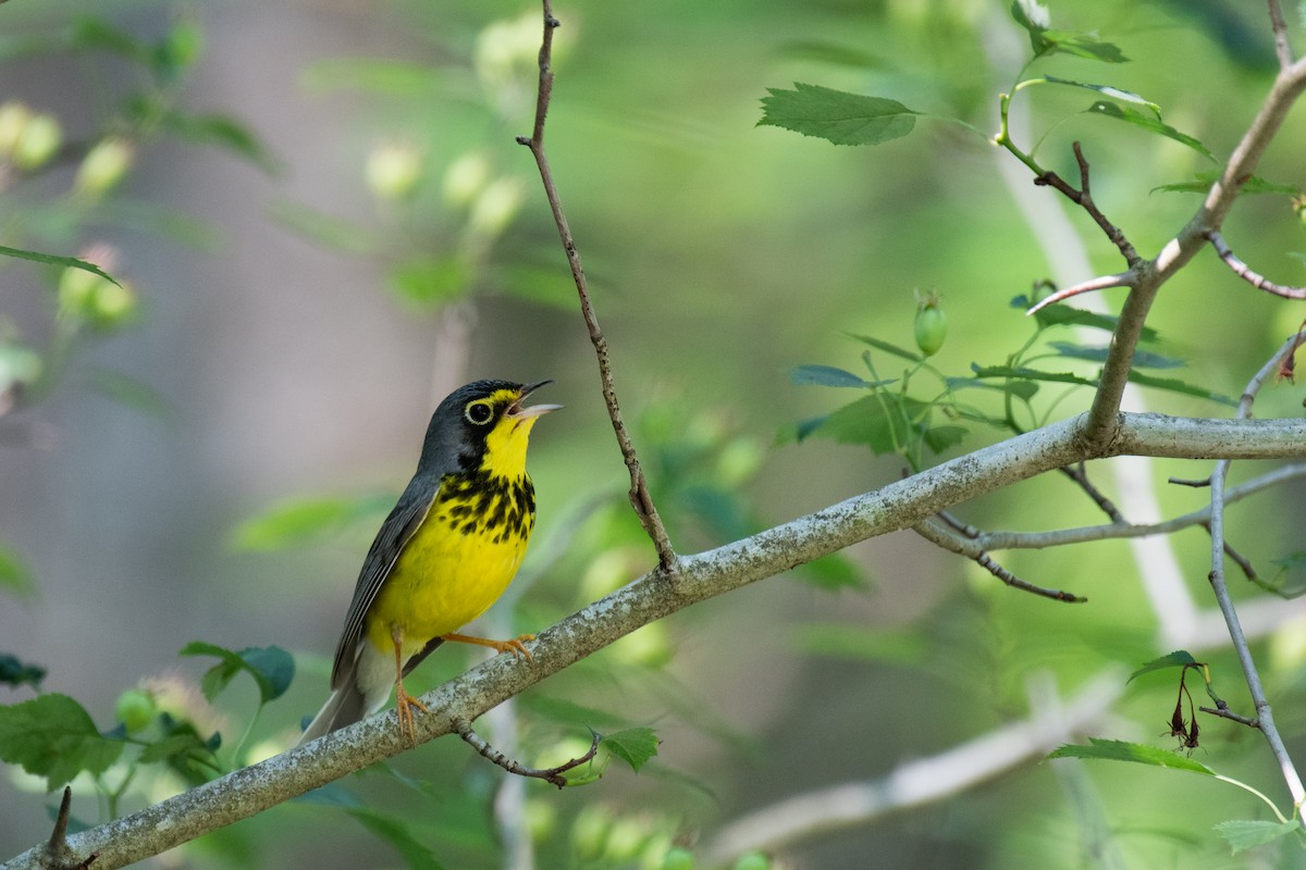 Canada Warbler - ML620710103