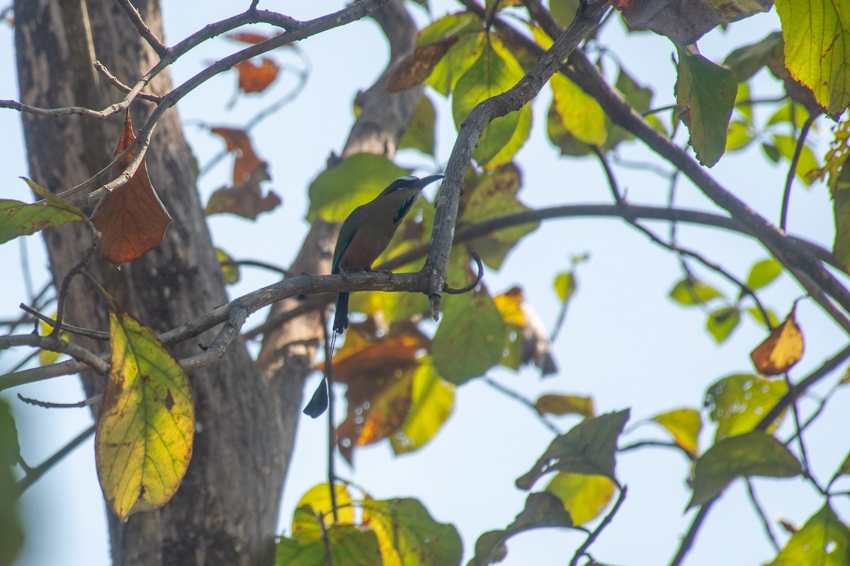 Turquoise-browed Motmot - ML620710104